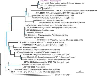 RNAi-mediated knockdown of two orphan G protein-coupled receptors reduces fecundity in the yellow fever mosquito Aedes aegypti